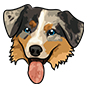Australian Shepherd