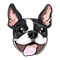 Boston Terrier
