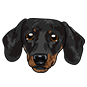 Dachshund