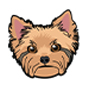 Yorkie