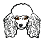Poodle